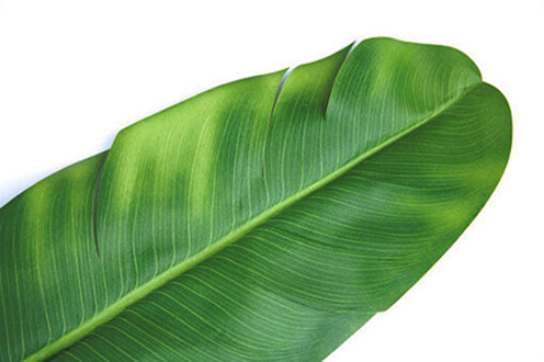 Leaf